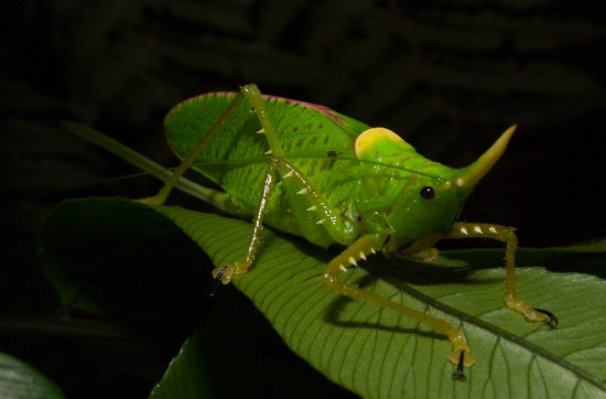 Adult female