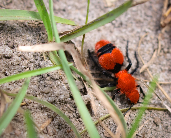 Cow Ant - Mullidae - 09.13.2013 - 13.59.54