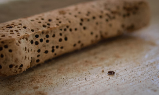 Dermestid beetles - 09.21.2013 - 13.02.34