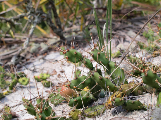 Lichens at Ogeechee Canal - 09.13.2013 - 14.49.01