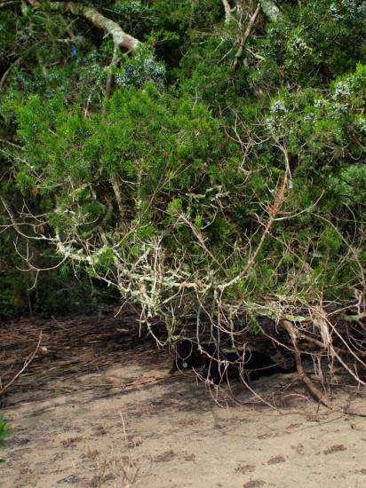 Dogs under tree - 07.20.2014 - 10.09.01