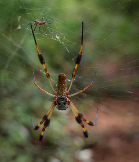 Golden silk orb-weaver - Nephila clavipes - 07.20.2014 - 10.22.49