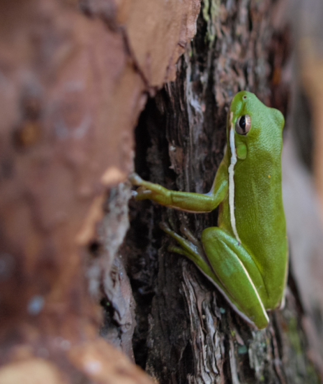 Green Treefrog - Hyla cinerea - 11.22.2014 - 14.24.04