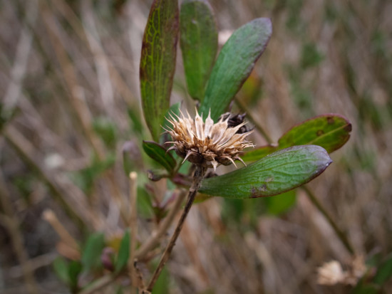 Sea Oxeye - Borrichia frutascens - 12.19.2014 - 12.21.07