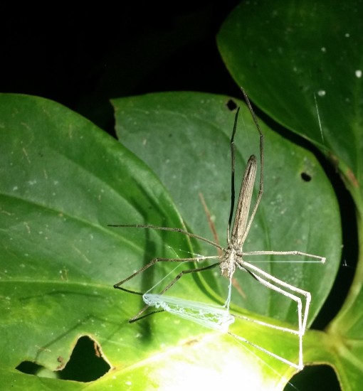 tetragnathid spider