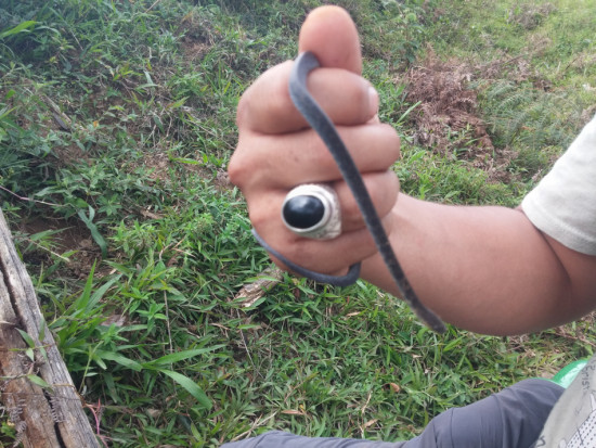 Cope's Coffee snake - Ninia psephota - 07.05.2015 - 08.54.06