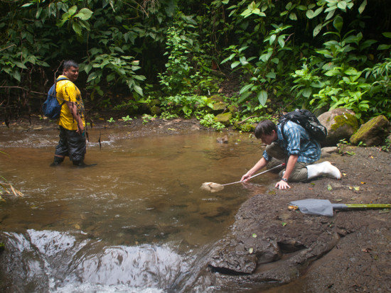 Catching Brachyraphis terrabensis