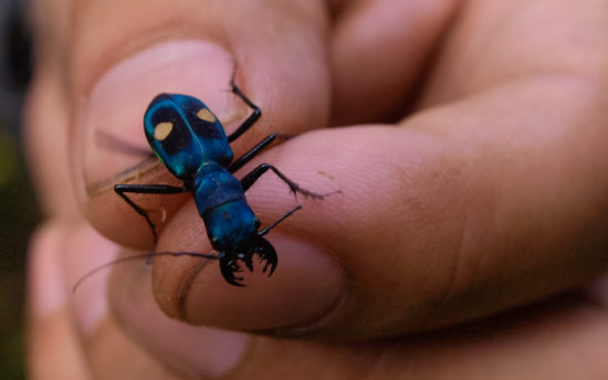 Cicindelidae tiger beetle - 06.26.2015 - 11.12.57