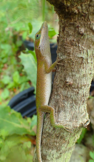 Green anole - Anolis carolinensis - 05.20.2016 - 13.00.18
