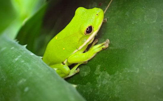 Green treefrog - Hyla cinerea - 05.20.2016 - 12.51.35