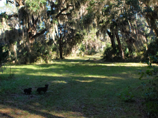 Harris Neck with Dogs - 11.24.2013 - 13.43.55