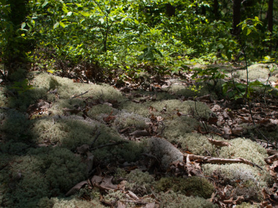 Lichen bed - 05.26.2013 - 13.03.59