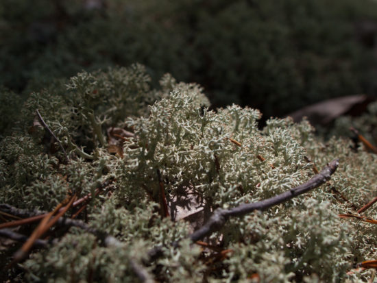 Lichen bed - 05.26.2013 - 13.04.07