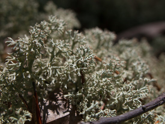 Lichen bed - 05.26.2013 - 13.04.19