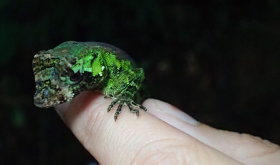 Pug-nosed anole - Norops capito - 06.30.2016 - 11.13.49