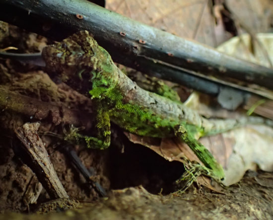 Pug-nosed anole - Norops capito - 06.30.2016 - 11.15.32