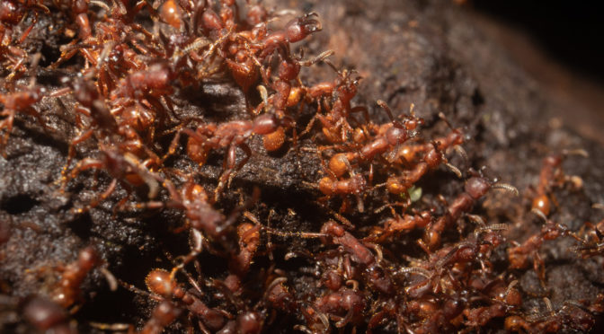 Army ants
