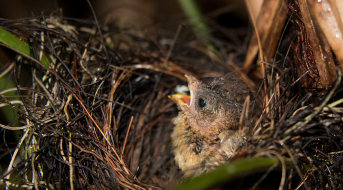 Variable seedeater nestlings