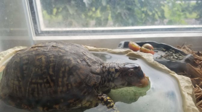 Rocky’s gone